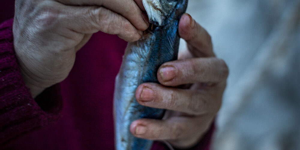 Manos sosteniendo un pez azul recién capturado en detalle.