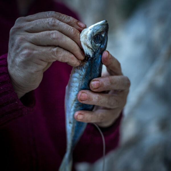 Manos sosteniendo un pez azul recién capturado en detalle.