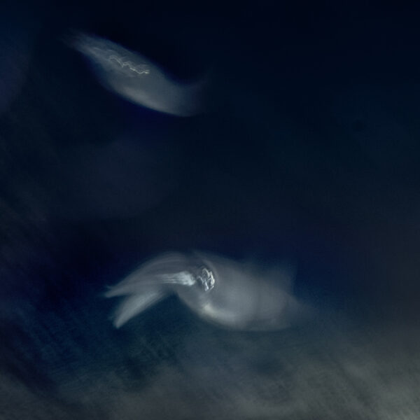 Imágenes abstractas de peces nadando en las profundidades del agua.