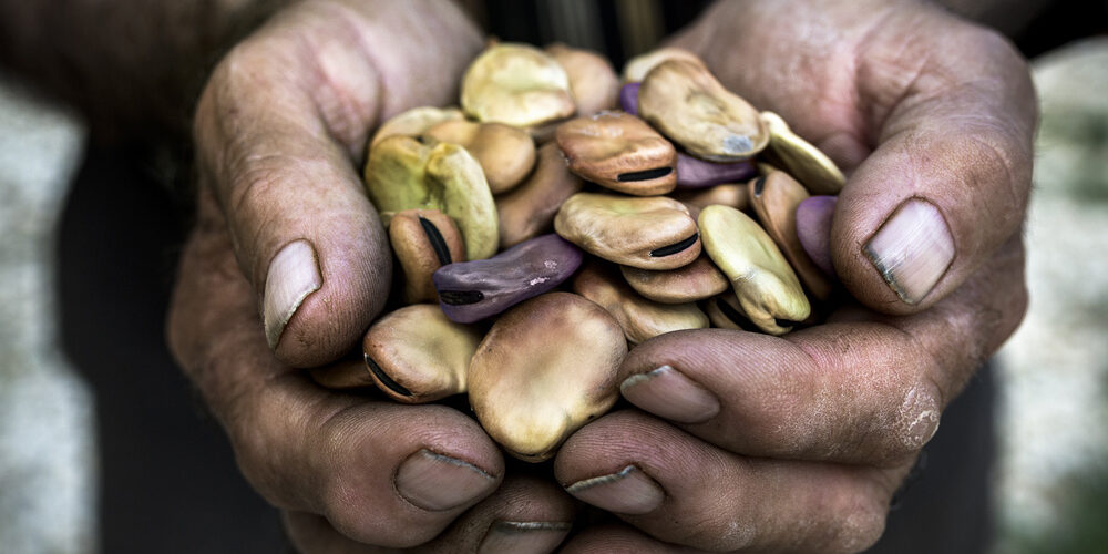 Manos sosteniendo habas secas con textura y color rústico.
