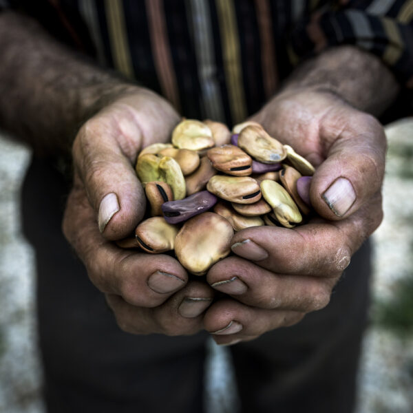 Manos sosteniendo habas secas con textura y color rústico.
