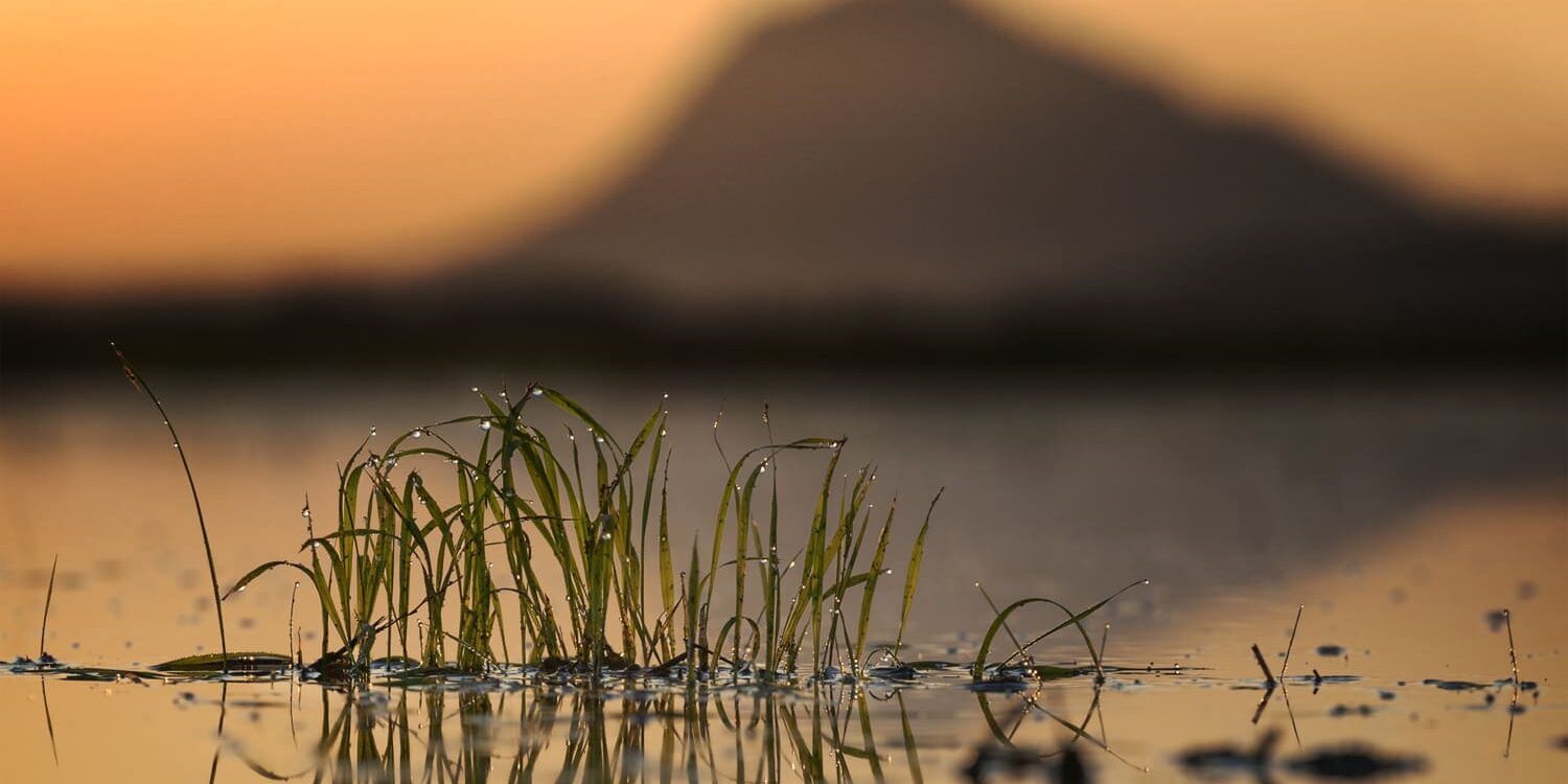 "Fotografía en primer plano de hierbas acuáticas reflejadas en agua tranquila al amanecer, con el Montgó desenfocado al fondo bajo un cielo en tonos cálidos. Una composición que resalta la belleza de los detalles naturales.