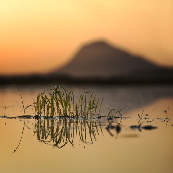 "Fotografía en primer plano de hierbas acuáticas reflejadas en agua tranquila al amanecer, con el Montgó desenfocado al fondo bajo un cielo en tonos cálidos. Una composición que resalta la belleza de los detalles naturales.