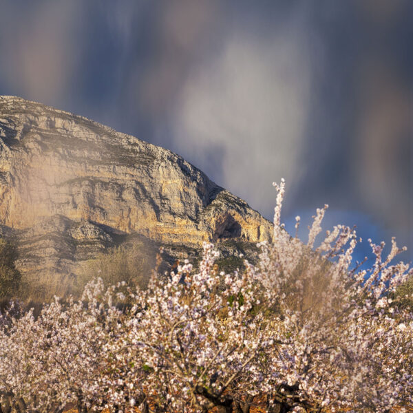 Fotografía del Montgó en un día parcialmente nublado, con almendros en flor en primer plano que aportan un contraste vibrante al paisaje montañoso. Una escena que combina la majestuosidad de la naturaleza y la belleza de la primavera.